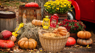 Harvest fall vibrancy pumpkins gourds - a red truck free wallpaper