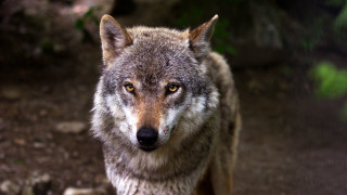 Wolf woods blurry background sharp - a blurry background of leaves free wallpaper