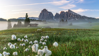 Field house mountains fog flowers - fog in the air free wallpaper