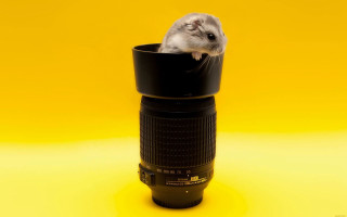 Hamster camera lens yellow background - a yellow background behind free wallpaper