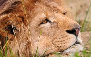 Lion closeup grass nature photography - naturalism free wallpaper for desktop