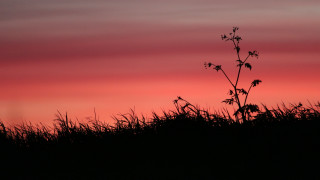 Silhouetted plant pink sky dusk - against free wallpaper