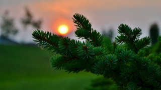 Pine sunset branch nature blurry - a pine tree branch free wallpaper