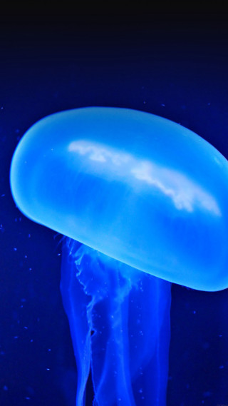 Blue jellyfish floating night dark 2 - the water free wallpaper