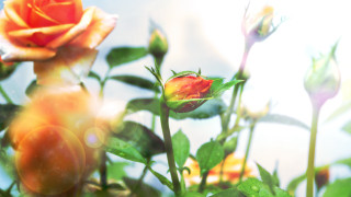 Water droplets roses bokeh tropical - a close up of a bunch free wallpaper