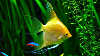 Yellow fish green aquarium plants - fish free wallpaper