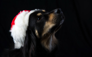 Dog santa hat looking up - closed free wallpaper
