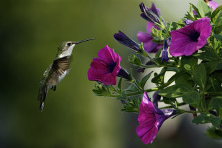 Hummingbird purple flower green plant - a hummingbird free wallpaper