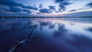 Tree branch lake night sky - free bird wallpaper
