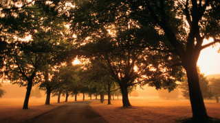 Dirt road trees sunset autumn - sunset free wallpaper