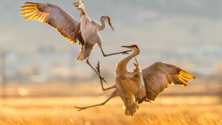 Birds tallgrass wings spread sunset - their wing free wallpaper