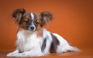Small dog brown surface white - a small dog free wallpaper