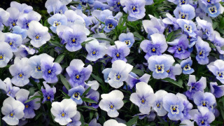 Blue white flower bouquet green - david budd free wallpaper