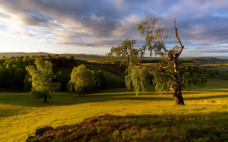 Tree field sky clouds landscape - a tree in a field free wallpaper
