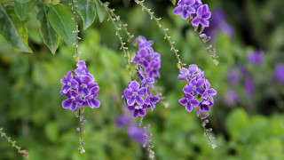 Purple flowers water droplets bokeh 3 - water droplet free wallpaper