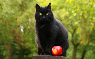 Black cat wooden post forest - a black cat free wallpaper