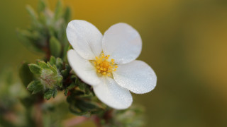 White flower yellow center water - background free wallpaper
