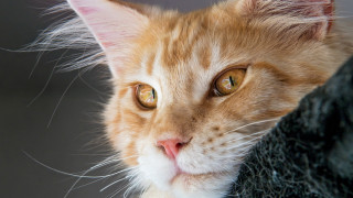 Sad cat long whiskers photorealism - photorealism free wallpaper for desktop