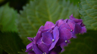 Purple flower green leaves macro 3 - de hirsh margule free wallpaper