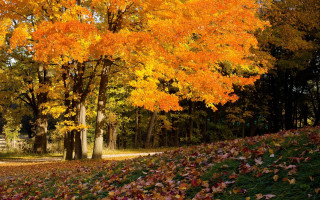 Autumn park bench trees burning - a park free wallpaper