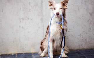 Dog leash sitting tile wall - institutional critique free wallpaper