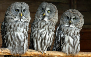 Three owls branch yellow eyes 2 - institutional free wallpaper