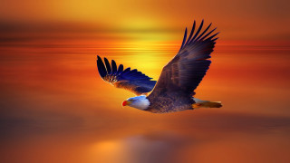 Bird flying sunset reflection feathers - a bird free wallpaper for desktop