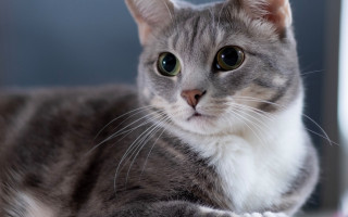 Sad cat table camera rounded - eye free wallpaper