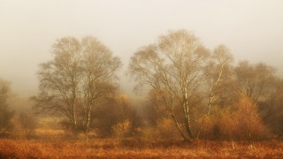 Foggy autumn forest impressionist moodysky - impressionist free wallpaper
