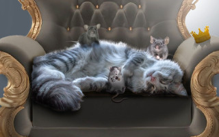 Cat mouse lay back beatrix - a cat free wallpaper