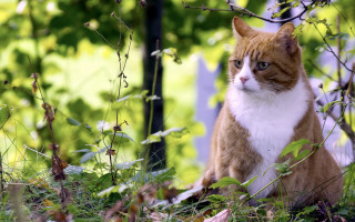 Serious cat in grass nature 2 - a stock photo free wallpaper