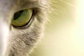 Cat green eye closeup blurry - sharp focus free wallpaper