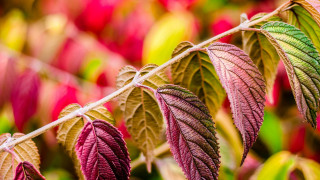 Leafy plant bokeh macro foliage - the background and a blurry background free wallpaper