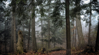 Forest fog autumn baretrees sunlight - free forest wallpaper