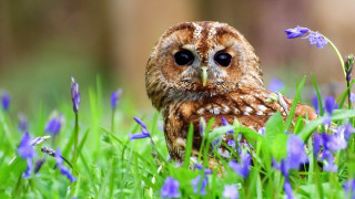 Small owl grass blue flowers - a small owl free wallpaper