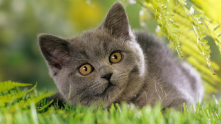 Gray cat curious look grass - grey background free wallpaper