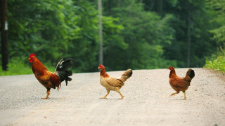 Three chickens day outdoors forest - institutional free wallpaper