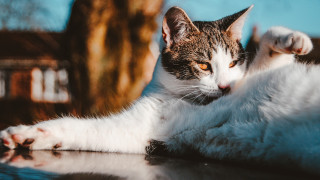 Cat laying back table outside - outside free wallpaper