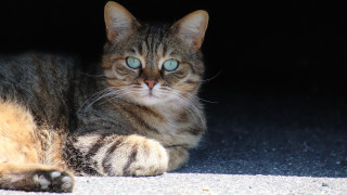 Cat blue eyes laying dark 2 - symmetrical free wallpaper