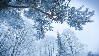 Snowy forest bench under tree - a matte painting free wallpaper