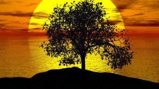 Sunset moon tree ocean horizon - against a sunset over the ocean free wallpaper