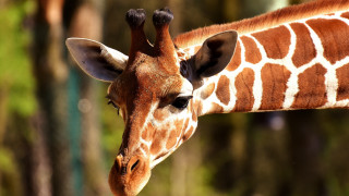 Giraffe side trees blurry depth - the background in the background free wallpaper