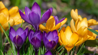 Purple yellow flower field macro 2 - green leaf and grass free wallpaper