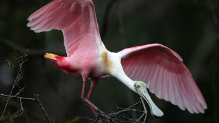 Pink bird long beak flying - a pink bird free wallpaper