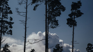 Trees clouds sky plane park - overhead in the sky free wallpaper