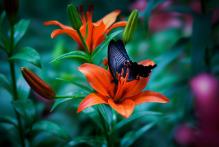 Butterfly flower garden vivid macro - vivid free wallpaper