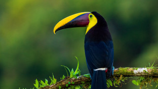 Colorful bird on branch with 2 - chris labrooy free wallpaper