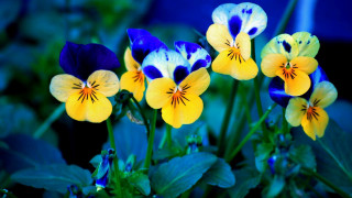Flower butterfly plants daisy hibiscus - impressionist free wallpaper