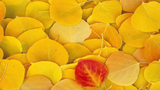Red leaf yellow leaves autumn - andy goldsworthy free wallpaper