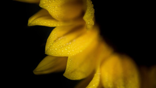 Yellow flower water droplets macro 2 - water droplet free wallpaper